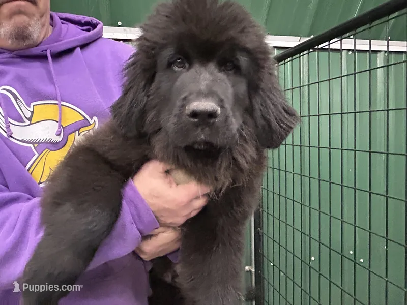Tubby – Newfoundland puppy for sale in Princeton, MN