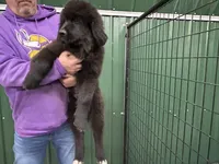 Tubby, a male Newfoundland for sale in Princeton, MN – Photo 8 of 10