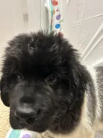 AJ , a male Newfoundland for sale in Princeton, MN – Photo 4 of 5