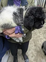 AJ , a male Newfoundland for sale in Princeton, MN – Photo 3 of 5