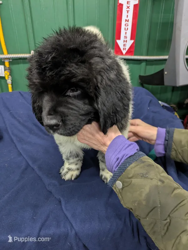 AJ  – Newfoundland puppy for sale in Princeton, MN