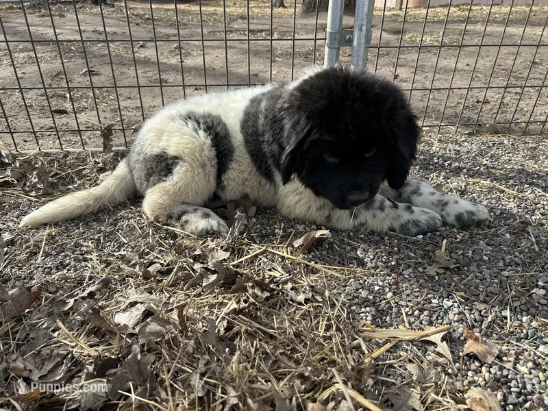 AJ  – Newfoundland puppy for sale in Princeton, MN