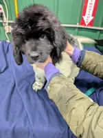 AJ , a male Newfoundland for sale in Princeton, MN – Photo 2 of 5