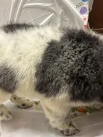 AJ , a male Newfoundland for sale in Princeton, MN – Photo 5 of 5