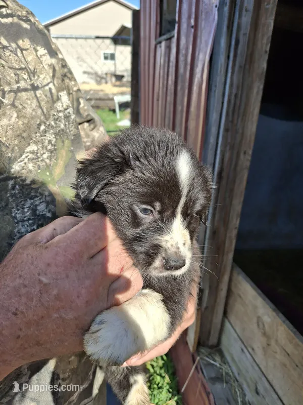 Tiffy – Australian Shepherd, Border Collie puppy for sale in Byron, IL