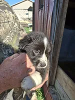 Tiffy, a female Australian Shepherd and Border Collie for sale in Byron, IL – Photo 1 of 2