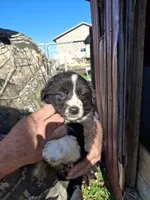 Tiffy, a female Australian Shepherd and Border Collie for sale in Byron, IL – Photo 2 of 2