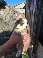 Bruno, a male Australian Shepherd and Border Collie for sale in Byron, IL – Photo 1 of 2