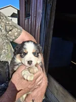 Bruno, a male Australian Shepherd and Border Collie for sale in Byron, IL – Photo 2 of 2