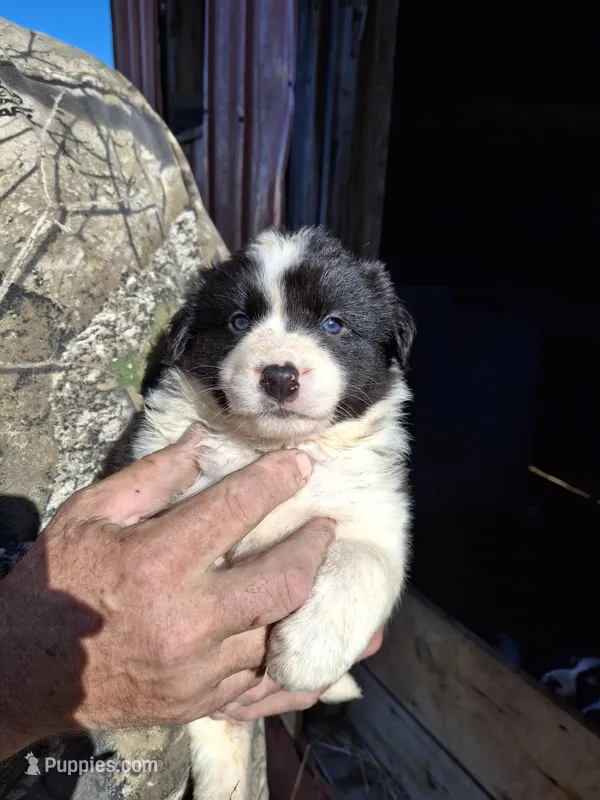 Buster – Australian Shepherd, Border Collie puppy for sale in Byron, IL