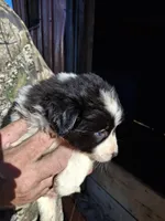 Buster, a male Australian Shepherd and Border Collie for sale in Byron, IL – Photo 2 of 2