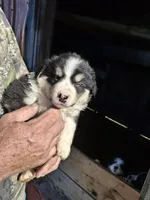 Spike, a male Australian Shepherd and Border Collie for sale in Byron, IL – Photo 2 of 2