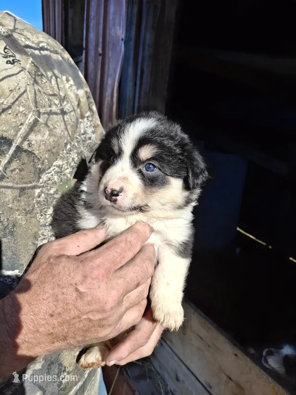 Spike – Australian Shepherd, Border Collie puppy for sale in Byron, IL