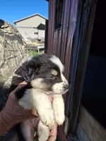 Taffy, a female Australian Shepherd and Border Collie for sale in Byron, IL – Photo 2 of 2