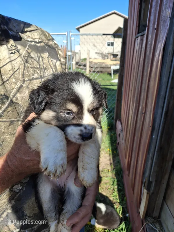 Taffy – Australian Shepherd, Border Collie puppy for sale in Byron, IL