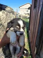 Taffy, a female Australian Shepherd and Border Collie for sale in Byron, IL – Photo 1 of 2