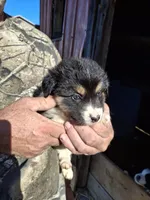 Bella, a female Australian Shepherd and Border Collie for sale in Byron, IL – Photo 2 of 2