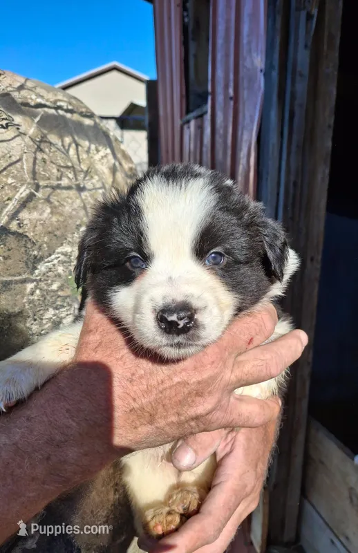 Donna – Australian Shepherd, Border Collie puppy for sale in Byron, IL