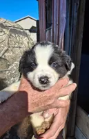 Donna, a female Australian Shepherd and Border Collie for sale in Byron, IL – Photo 1 of 2