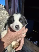 Donna, a female Australian Shepherd and Border Collie for sale in Byron, IL – Photo 2 of 2