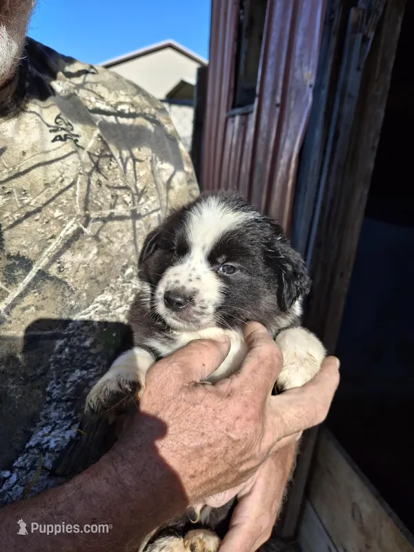 Lucky – Australian Shepherd, Border Collie puppy for sale in Byron, IL