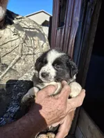 Lucky, a female Australian Shepherd and Border Collie for sale in Byron, IL – Photo 1 of 2