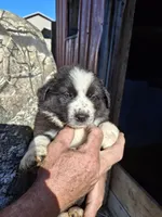 Lucky, a female Australian Shepherd and Border Collie for sale in Byron, IL – Photo 2 of 2