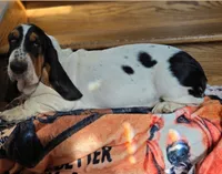 LEH Impressions Dot , a female Basset Hound for sale in Granite Falls, NC – 5 of 10