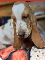 LEH Summer Sugar , a female Basset Hound for sale in Granite Falls, NC – 3 of 7