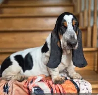 LEH Expressions Splotch , a female Basset Hound for sale in Granite Falls, NC – 4 of 7