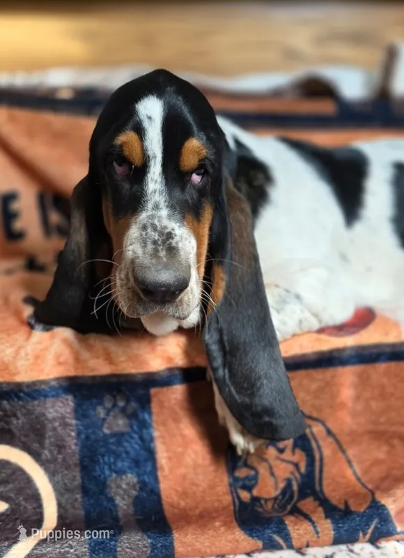 LEH Creations Drip  – Basset Hound puppy for sale in Granite Falls, NC