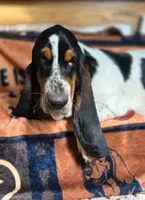 LEH Creations Drip , a female Basset Hound for sale in Granite Falls, NC – 1 of 8