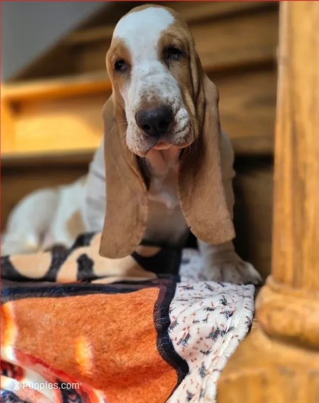 LEH Summer Sugar  – Basset Hound puppy for sale in Granite Falls, NC