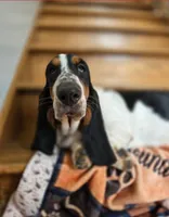 LEH Designs Dabble , a female Basset Hound for sale in Granite Falls, NC – 6 of 7