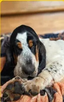 LEH Expressions Splotch , a female Basset Hound for sale in Granite Falls, NC – 2 of 7