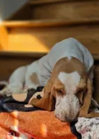 LEH Summer Sugar , a female Basset Hound for sale in Granite Falls, NC – 2 of 7