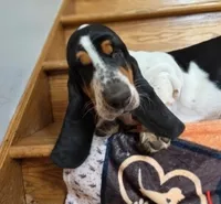 LEH Designs Dabble , a female Basset Hound for sale in Granite Falls, NC – 2 of 7