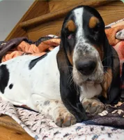 LEH Creations Drip , a female Basset Hound for sale in Granite Falls, NC – 5 of 8