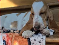 LEH Summer Sugar , a female Basset Hound for sale in Granite Falls, NC – 4 of 7