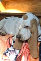 LEH Pink Lemon Twist , a female Basset Hound for sale in Granite Falls, NC – 2 of 8