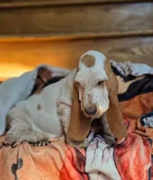 LEH Pink Lemon Twist , a female Basset Hound for sale in Granite Falls, NC – 6 of 8