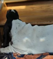 LEH Impressions Dot , a female Basset Hound for sale in Granite Falls, NC – 3 of 10