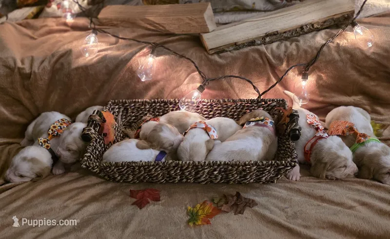 LEH Autumn Harvest  – Basset Hound puppy for sale in Granite Falls, NC