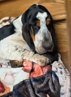 LEH Expressions Splotch , a female Basset Hound for sale in Granite Falls, NC – 7 of 7
