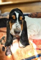 LEH Impressions Dot , a female Basset Hound for sale in Granite Falls, NC – 2 of 10