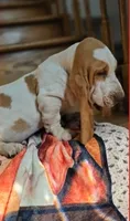 LEH Summer Sugar , a female Basset Hound for sale in Granite Falls, NC – 7 of 7