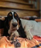 LEH Impressions Dot , a female Basset Hound for sale in Granite Falls, NC – 7 of 10