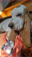 LEH Pink Lemon Twist , a female Basset Hound for sale in Granite Falls, NC – 7 of 8
