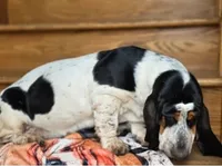 LEH Expressions Splotch , a female Basset Hound for sale in Granite Falls, NC – 3 of 7