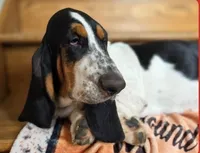 LEH Designs Dabble , a female Basset Hound for sale in Granite Falls, NC – 3 of 7